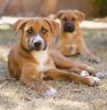 4 month old mixed-breed puppies up for adoption