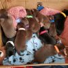 11 newborn puppies available in 7 weeks