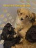 Shorkie Poo Puppies for sale to loving homes