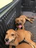 Beagle Pit mix puppies