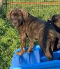 Mastador Puppies - Great Family Dogs