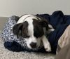 Beagle/Boston Terrier Mixed