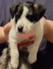 Miniature Schnauzer and Jack Russell Terrier Mix Designer Puppy $300