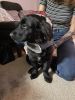Kobe 3 1/2 month black retriever terrier mix puppy