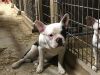 Frenchton Bulldog pups for sale