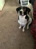 Sweet and Playful Aussie/Basset Hound Puppy