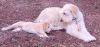 11 sassy Goldendoodle/Lab-Border collie pups