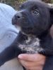 Free lab/australian cattle dog mix puppies