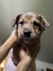 Sweet and socialized mixed breed puppies