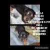 Rott / Pit mix puppies for sale