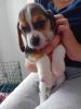 Beagle x puppies looking for their forever homes