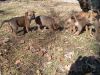 German shepard/pitbull puppies