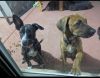 Beautiful Unaltered Female Lab/Pitbull Terrier Mix