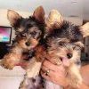 Male and female Yorkie puppies for adoption Asap