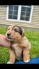 9 week old australian sherperd/lab puppy for sale