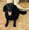 Help. Black Lab Mix Needs A Home..or Shelter