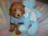 Toy Poodle Males Quality Pups 9wks