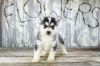 Stunning Pomsky Puppies for sale