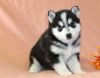 Cute Pomsky Pups for sale