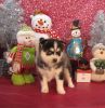 Lovely And Cute Pomsky Puppies For Sale