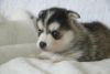 Adorable Pomsky Puppy For Sale