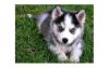 amazing pomsky puppies for sale