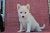pomsky puppies available for sale $400