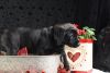 Suki - Sweet Mastador - Perfect Family Dog
