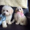 beautiful poochon pups available