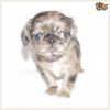 Puginese puppies for sale