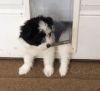 Havaneski (Havanese/American Eskimo) puppy for sale