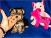 Male and Female Morkie (maltese/yorkie) puppies