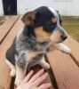 Mini Border Collie, Astralian Shepherd Blue Heeler Pup