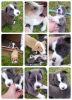 Pitbull/ Shar Pei mix Puppies for sale