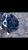 Border collie/Pitbull Puppies