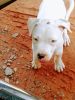Pitbull/boxer puppy for sale