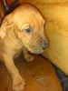 pit pups $100 rehoming