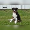 1 Aussie Corgi cross puppy in Clare, Mi male