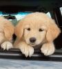 Golden Samoyed Puppy