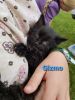 Cuddly farm kitten / male