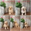 Giant Golden Schnoodle Mix