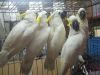 Cute Cockatoo parrots for sale