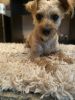 Five year old male Morkie needs new home