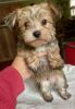 Adorable Morkie Babies Ready