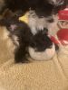 Morkie puppies looking for furever home