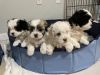 Morkie-poo puppies; the best of designer dogs