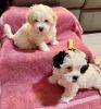 Morkie-poo puppies of highest quality