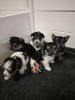 Morkies for sale