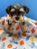 This is a male Maltese and Yorkie mix toy breed up to 7 pounds.