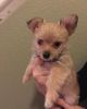 Gorgeous Morkie Puppies now available for sale